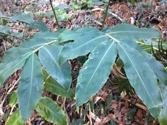 Hedychium gardnerianum