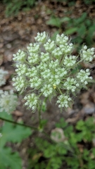 Silphiodaucus hispidus