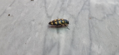 Buprestis octoguttata