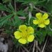 Silvery Cinquefoil - Photo (c) Anita363, some rights reserved (CC BY-NC-SA), uploaded by Anita363