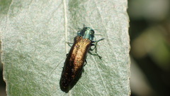 Agrilus subauratus