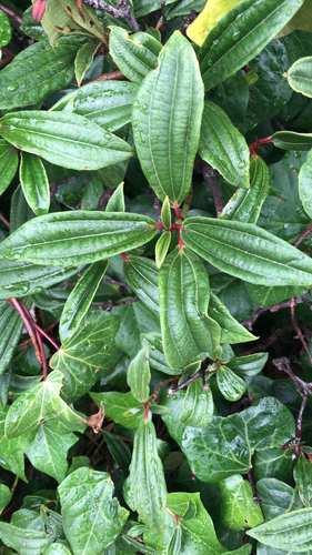 Image of Viburnum davidii by (c) rowan_m, some rights reserved (CC BY)
