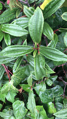 Viburnum davidii
