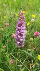 Gymnadenia densiflora