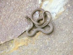 Hierophis viridiflavus carbonarius