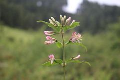 Lonicera acuminata