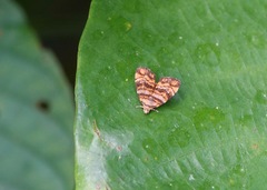 Choreutis amethystodes