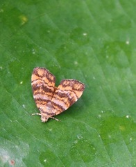 Choreutis amethystodes