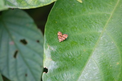 Choreutis amethystodes