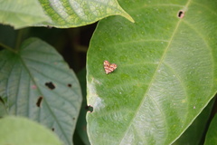 Choreutis amethystodes