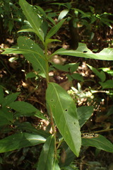 Viburnum arboricolum