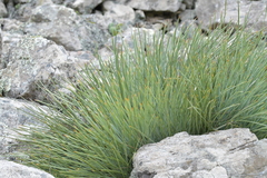 Aciphylla squarrosa squarrosa