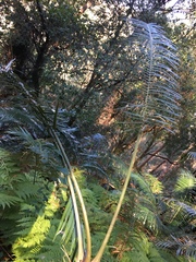 Lepidozamia peroffskyana