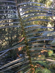 Lepidozamia peroffskyana