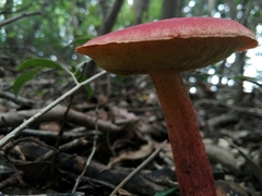 Heimioporus japonicus