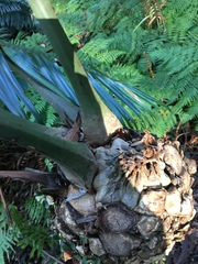Lepidozamia peroffskyana