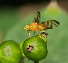Myoleja lucida