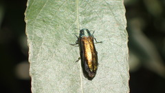 Agrilus subauratus