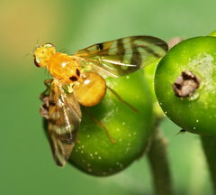 Myoleja lucida