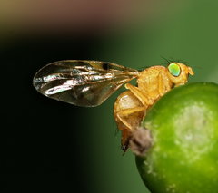 Myoleja lucida