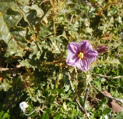 Solanum petrophilum