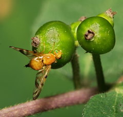 Myoleja lucida