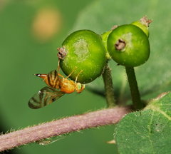 Myoleja lucida