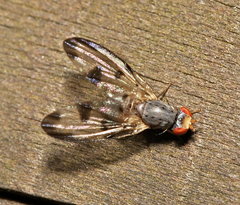 Palloptera umbellatarum