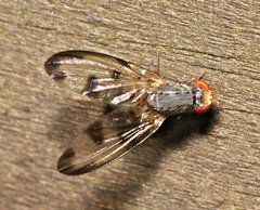 Palloptera umbellatarum