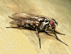 Eustalomyia festiva
