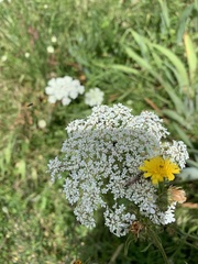 Daucus carota