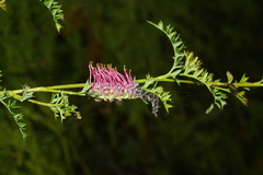 Grevillea acanthifolia