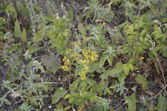 Euphorbia stepposa
