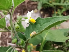 Solanum nigrum
