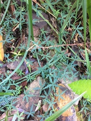 Hydrocotyle geraniifolia