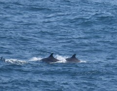 Delphininae