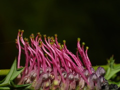 Grevillea acanthifolia