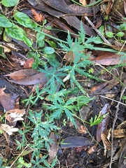 Hydrocotyle geraniifolia
