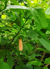 Malvaviscus penduliflorus