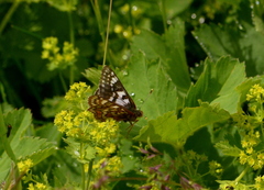 Euphydryas cynthia