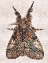 Dasychira obliquata