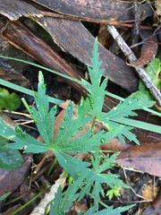 Hydrocotyle geraniifolia