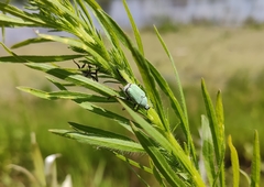 Hoplia parvula