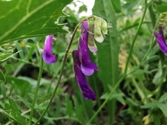 Vicia villosa