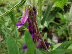 Vicia villosa