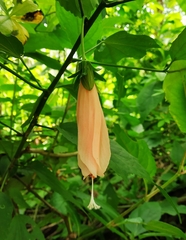 Malvaviscus penduliflorus