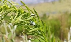 Hoplia parvula