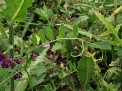 Vicia villosa