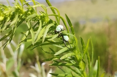 Hoplia parvula