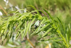 Hoplia parvula